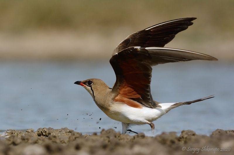 Тиркушка на взлетеphoto preview