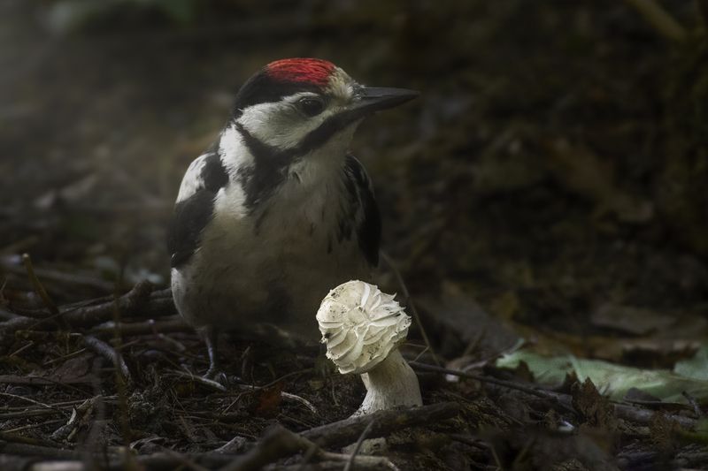 большой пёстрый дятел, great spotted woodpecker, dendrocopos major, птица, дикая природа, woodpecker, птицы россии, birdwatching, nature, wildlife photography, close-up bird Молодь большого пестрого дятла исследует мирphoto preview