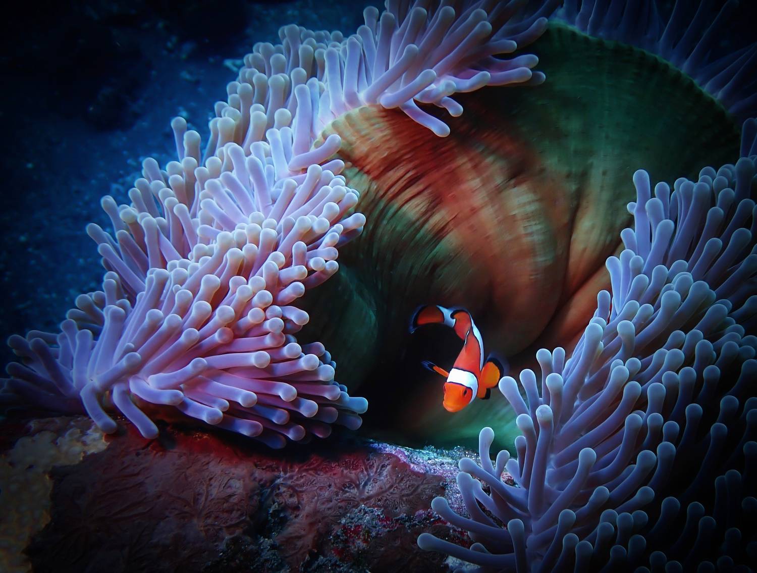 Клоун Немо сегодня дома.. Автор: Кирилл Леднев Подводное фото, Кирилл Леднев