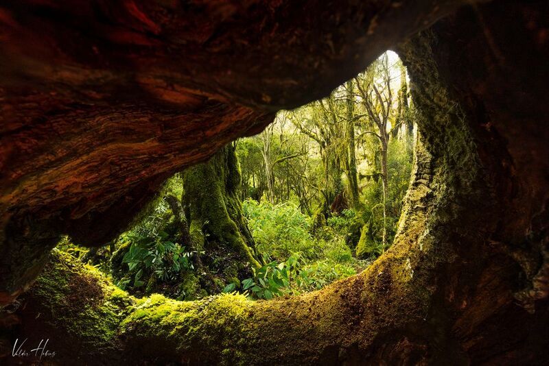 The wood´s Eye photo preview