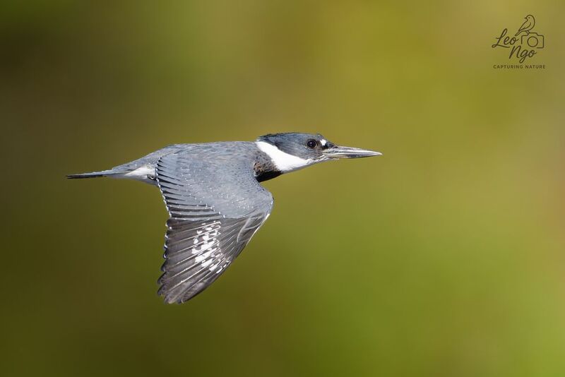 Precision in motion.photo preview