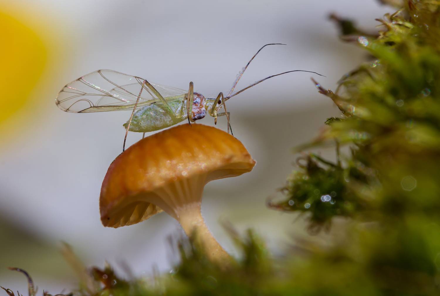 Тля на грибке. Автор: Koledova Irina , Koledova Irina