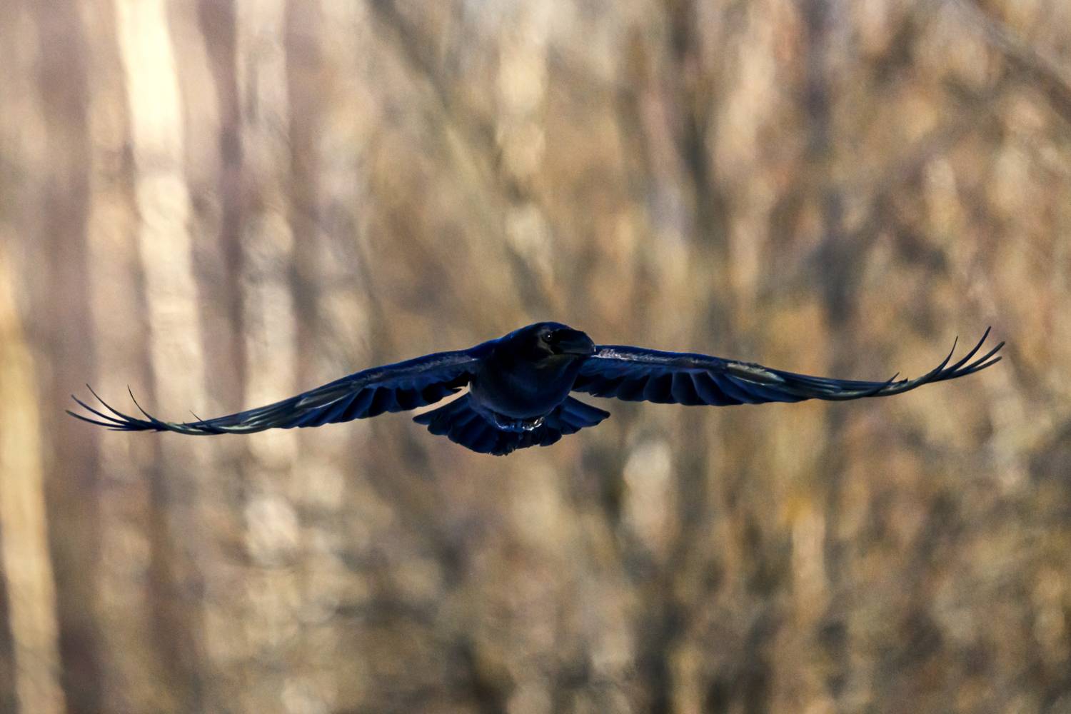 , Велин Александр