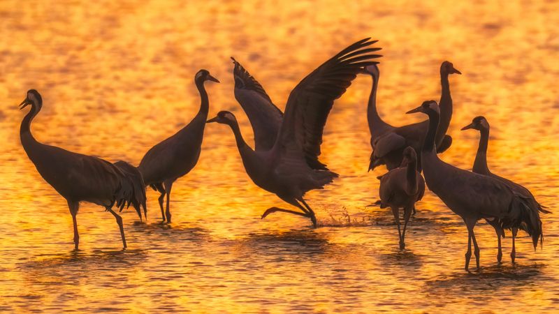 Танцы на рассветеphoto preview