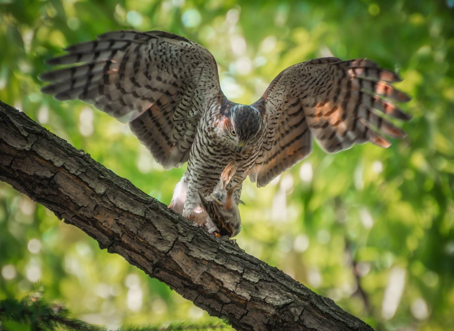 ястреб, перепелятник,, Мочалова Марина