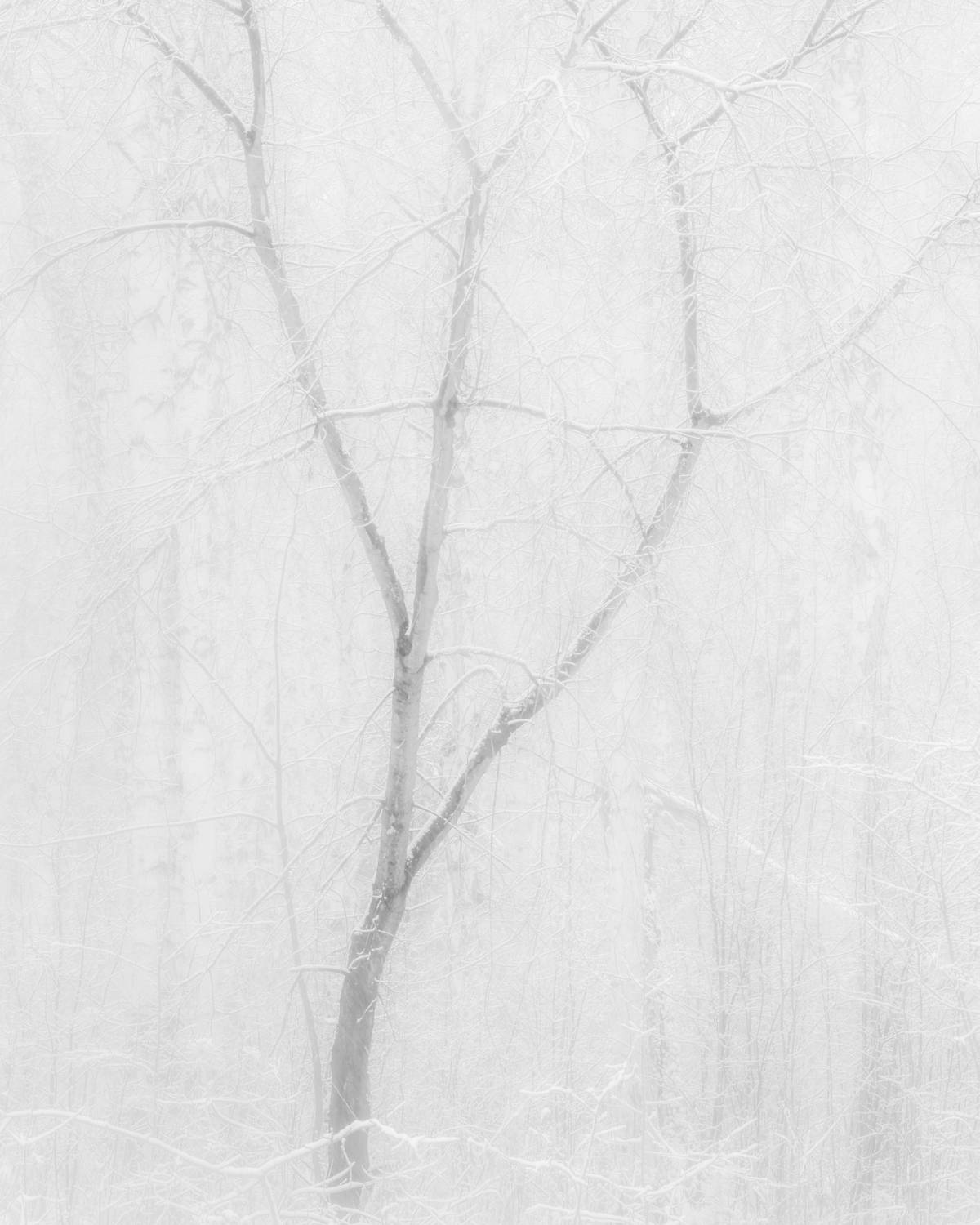 Дыхание тишины. Автор: Толстоноженко Илья зима, лес, дерево, туман, иней, пейзаж, минимализм, одиночество, тишина, холод, поэзия, свет, атмосфера, winter, forest, tree, fog, frost, landscape, minimalism, solitude, silence, cold, poetry, light, atmosphere, Толстоноженко Илья