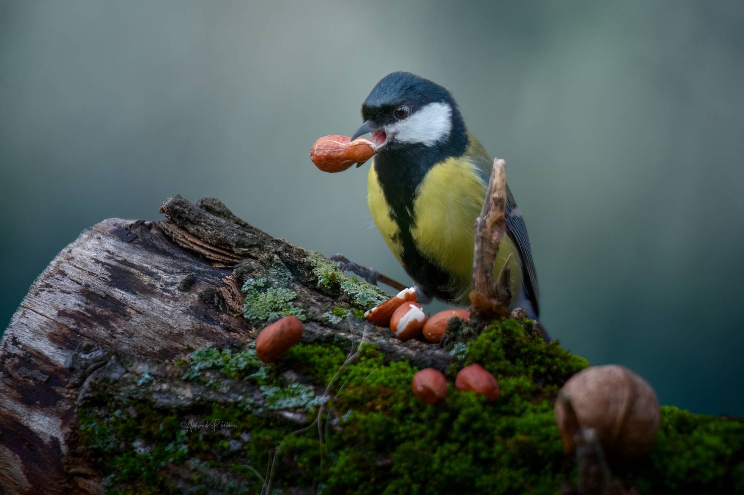 Кажется я удачно зашёл .... Автор: Плеханов Александр , Плеханов Александр