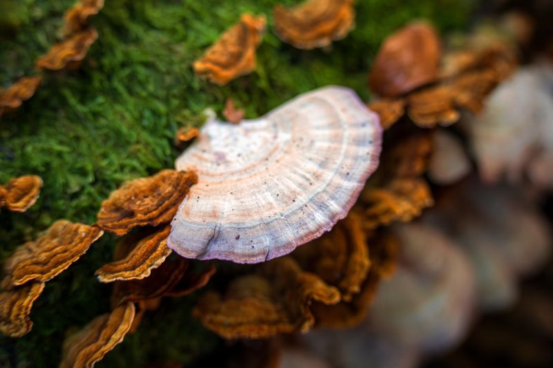 грибы, лес, осень, красная поляна Ракушкаphoto preview