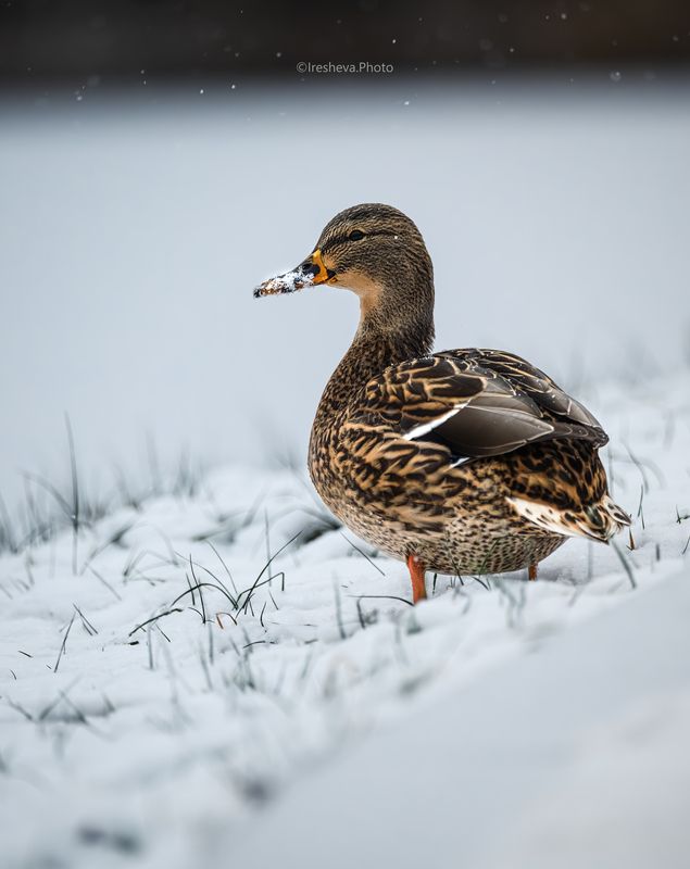 Утка,птица,кряква Крякваphoto preview
