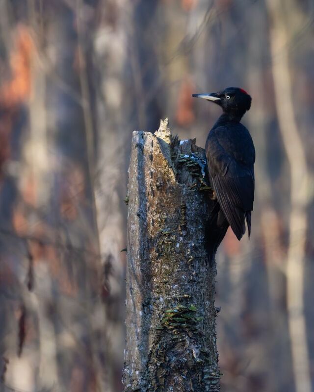 желна, черный дятел, птицы, дятел Желнаphoto preview