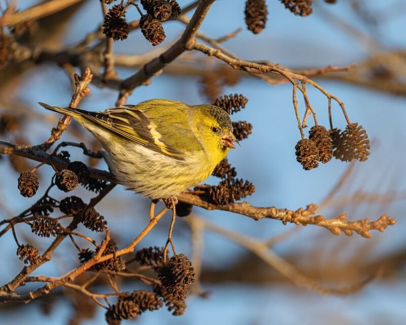 чижик, чиж, птицы Чижикphoto preview