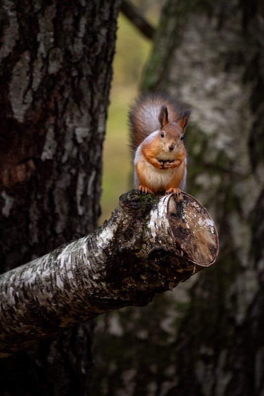 Высоко сижу, далеко гляжу...photo preview