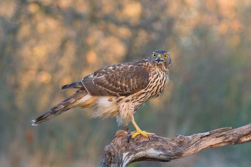 Ястреб-тетеревятник - Lens and Feathersphoto preview