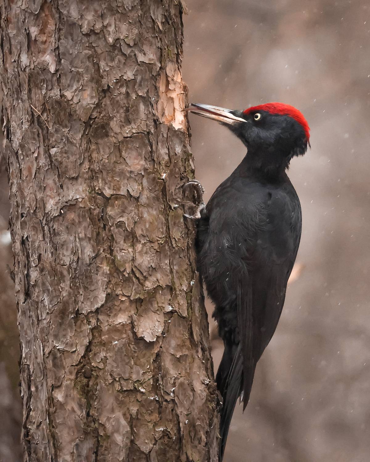 Желна. Автор: Суслов Дмитрий желна, Суслов Дмитрий