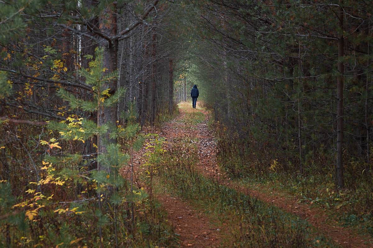 Автор: Mysov Ivan природа, пейзаж, осень, сентябрь, октябрь, лес, республика коми, сыктывкар, Mysov Ivan