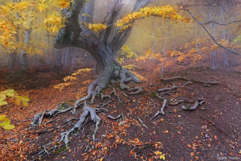 крым, демерджи, осень, лес Сказочный лесphoto preview
