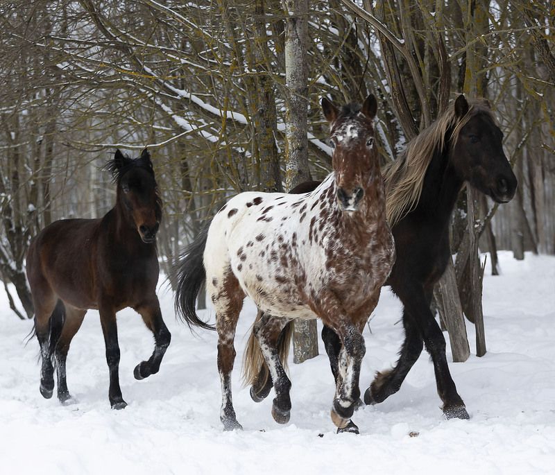 лошади,табун,галоп,красота, лес, зима,природа, horses, beautiful,forest, nature В зимнем вихре свободыphoto preview