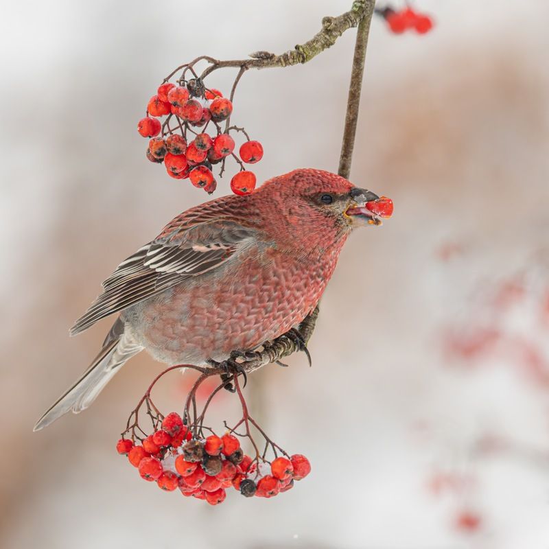 щур, птицы, рябина photo preview