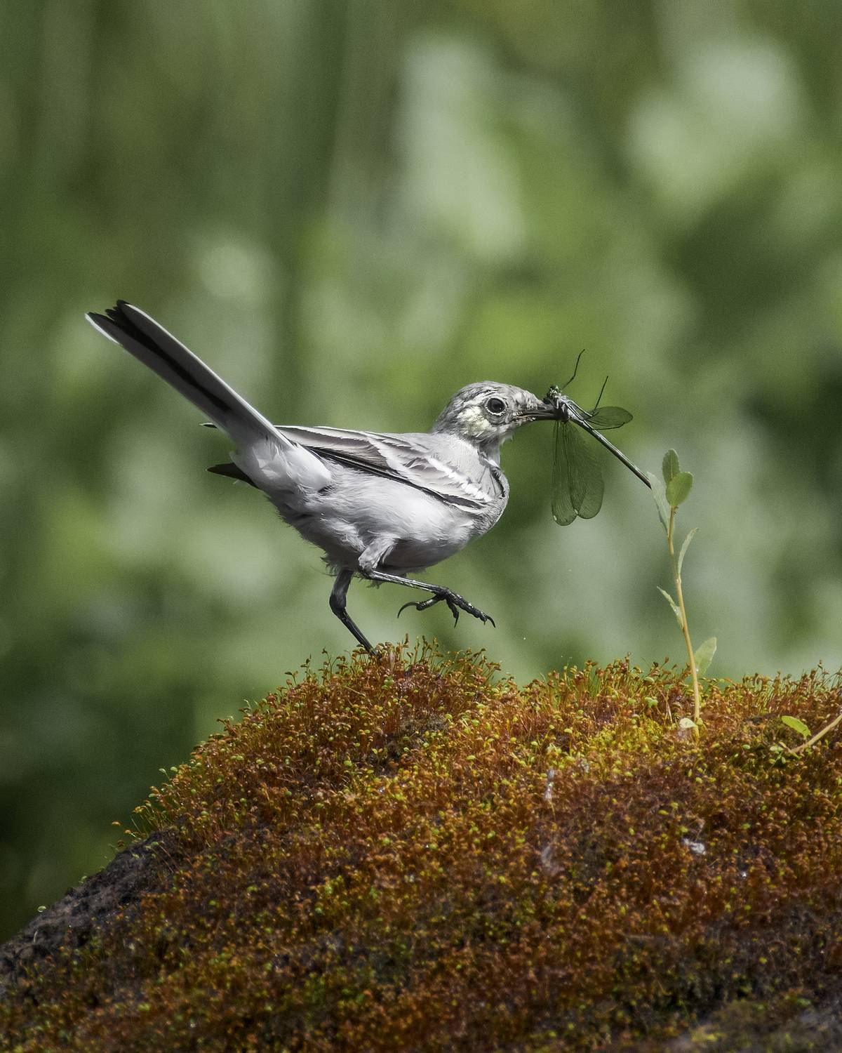 Крупная добыча . Автор: Полина Шальнева белая трясогузка, white wagtail, Motacilla alba, птица, дикая природа, wagtail, птицы России, birdwatching, nature, wildlife photography, close-up bird, Полина Шальнева