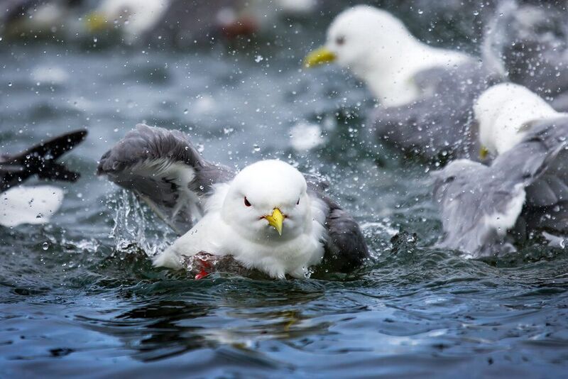 rissa brevirostris; ржанкообразные; чайка; чайковые; красноногая; говорушка; мигрирующие; птица; перелетная; купание; вода; брызги; остров беринга; командорские острова Банный деньphoto preview