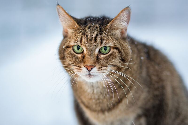 Котик Хасанphoto preview