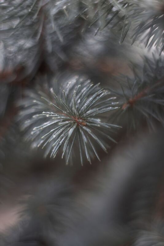 макро, pentacon, manual_lens Морозное утро декабряphoto preview