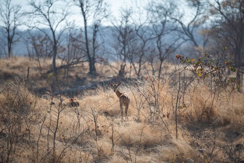 Одинокая импала.photo preview