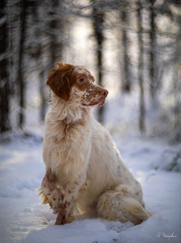 английский, сеттер, портрет, прогулка, зима На прогулке с английским сеттеромphoto preview