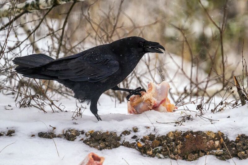 Пир в лесуphoto preview