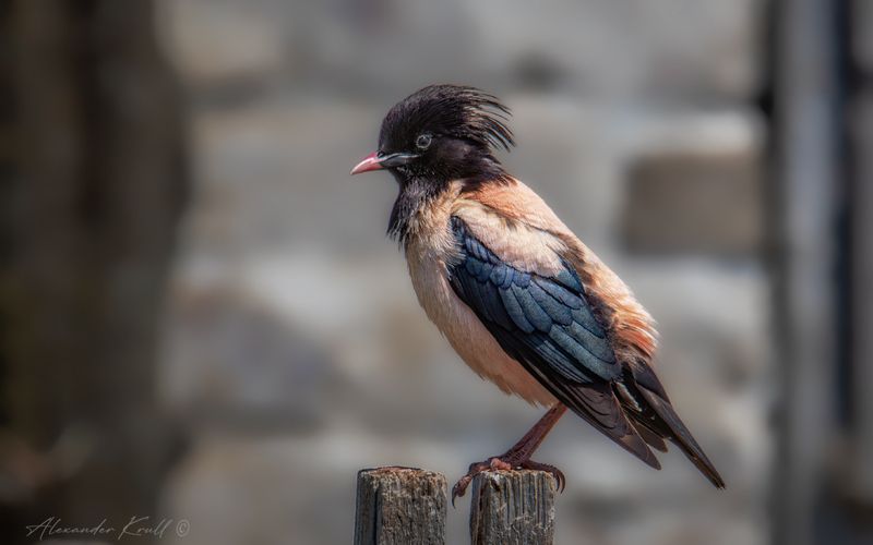 скворец, розовый скворец, pastor roseus Неформалphoto preview