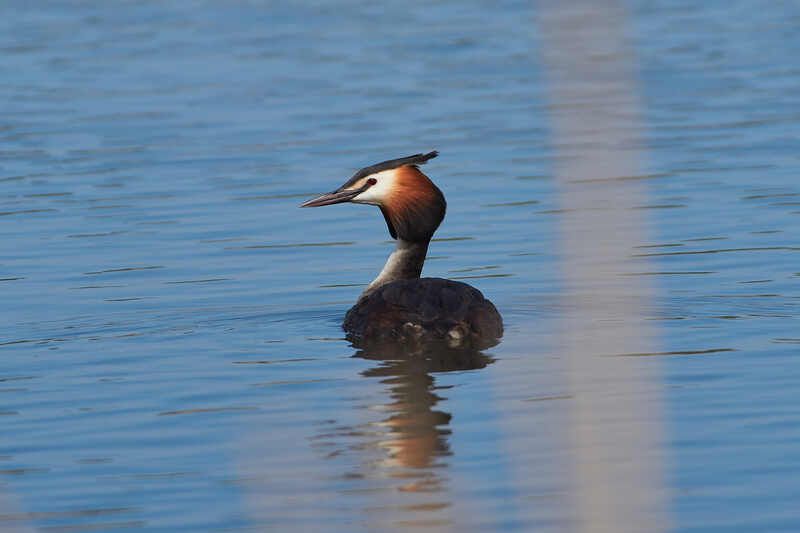 чомга, Podiceps cristatus, Чомга фото превью