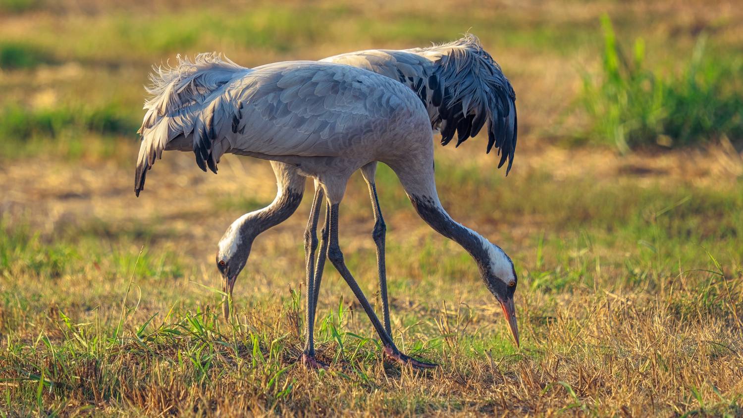 , Евгений Шварцман