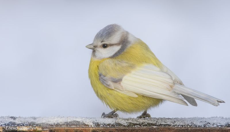 bird of prey, animal, birds, bird, animal wildlife, nature, animals in the wild, птицы, птица, лазоревка, синица Необыкновенная лазоревкаphoto preview
