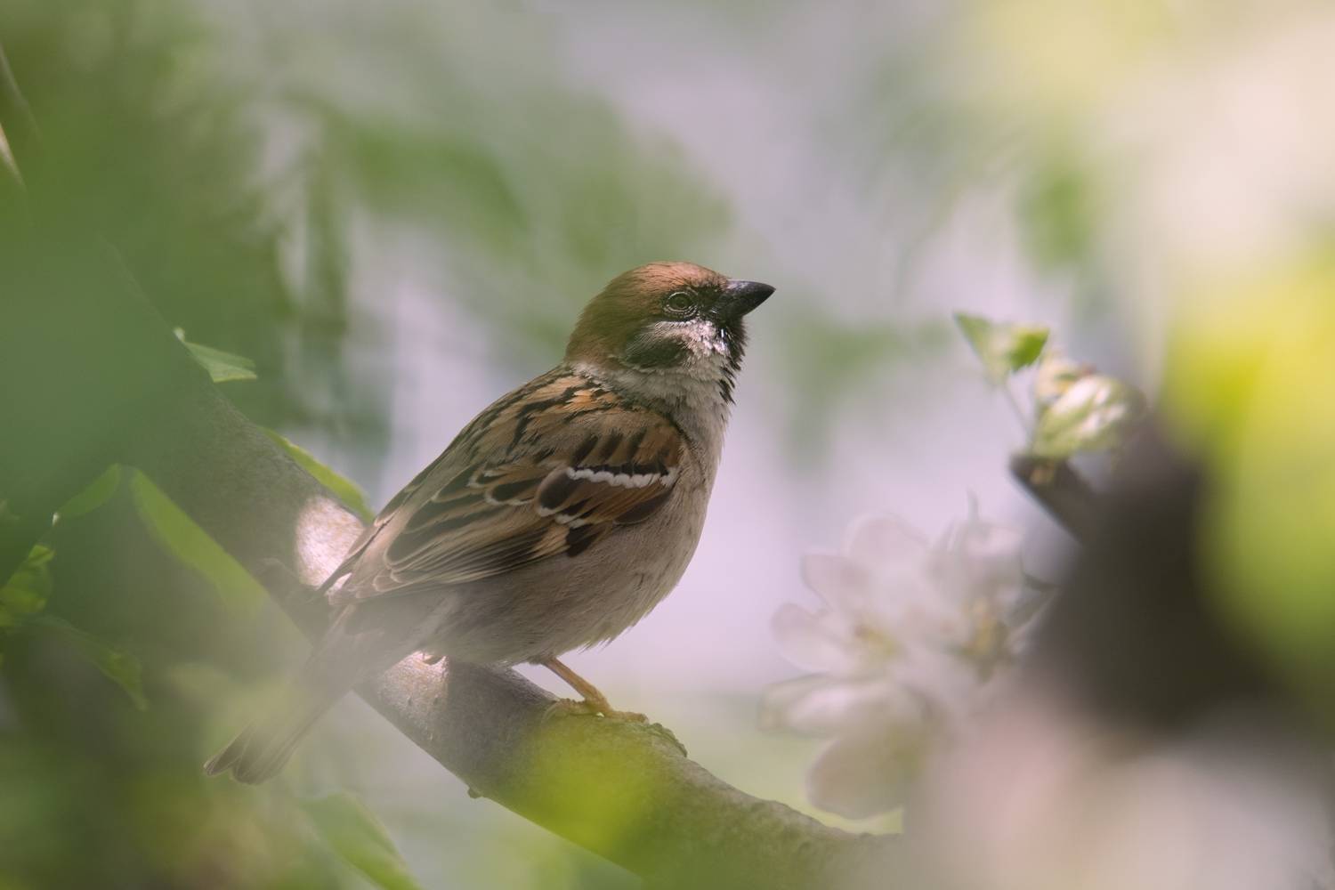 Полевой воробей (лат. Passer montanus). Автор: Denis Vetrenko полевой воробей,passer montanus,ставрополь, Denis Vetrenko