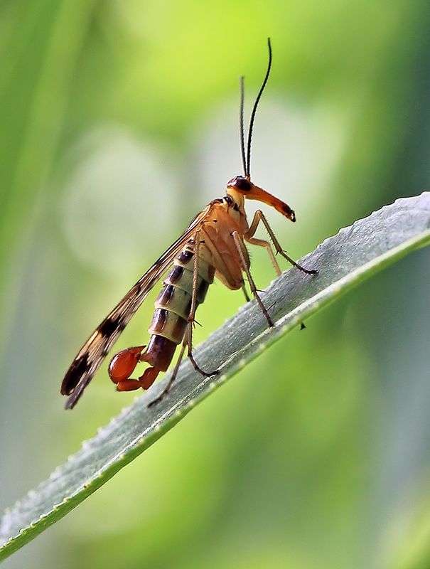 насекомое, муха, скорпионница, хищник Скорпионницаphoto preview