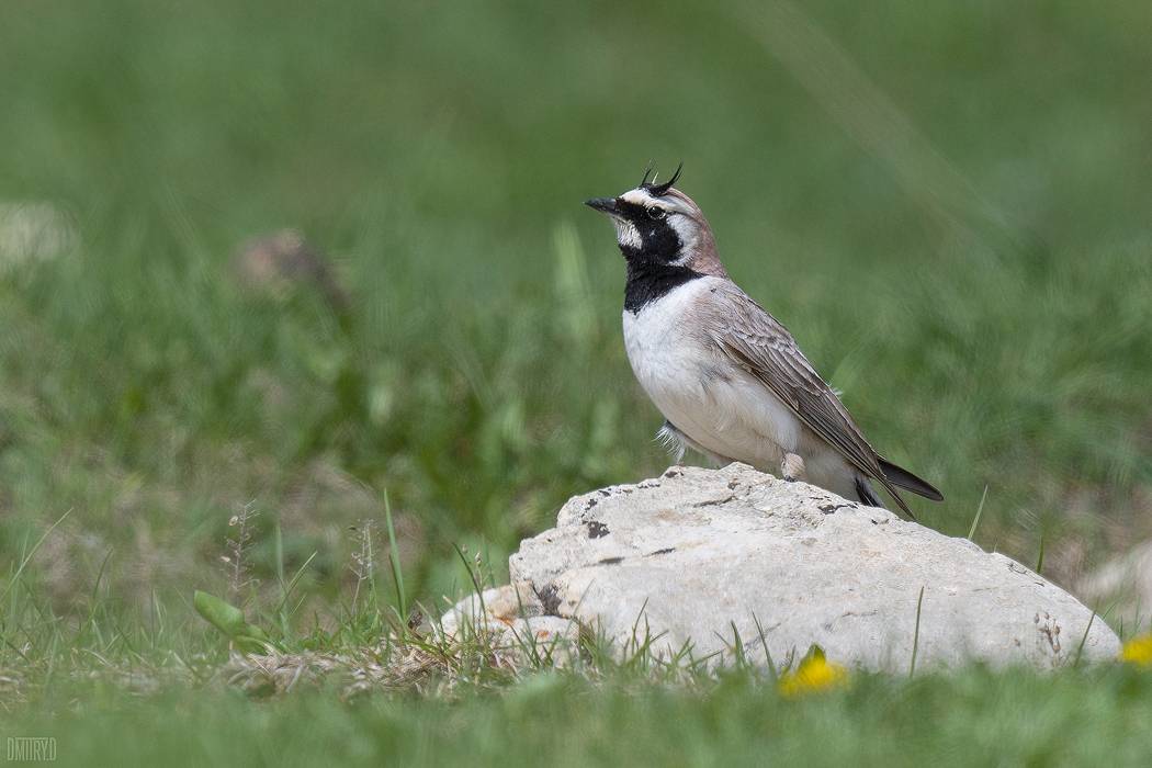 Рогатый жаворонок. Автор: Дмитрий Доронин , Дмитрий Доронин