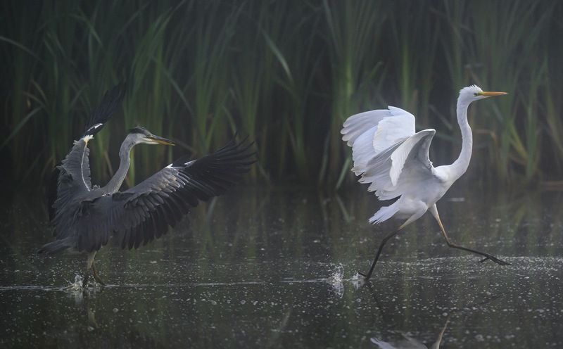 Ты что весь в белом на болото пришел?photo preview