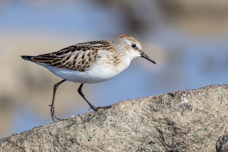 кулик-воробей, кулик, воробей, птицы, кулик воробей Кулик-воробейphoto preview