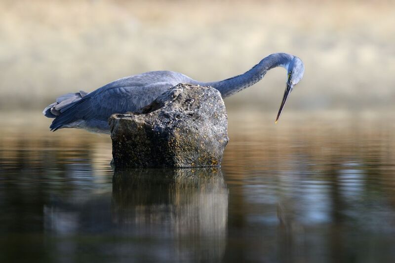 птица, фотоохота, цапля, природа, фауна Охота рифовой цаплиphoto preview