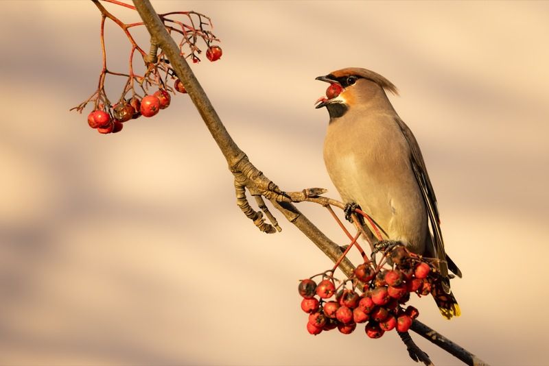 свиристель, птицы, рябина Свиристельphoto preview