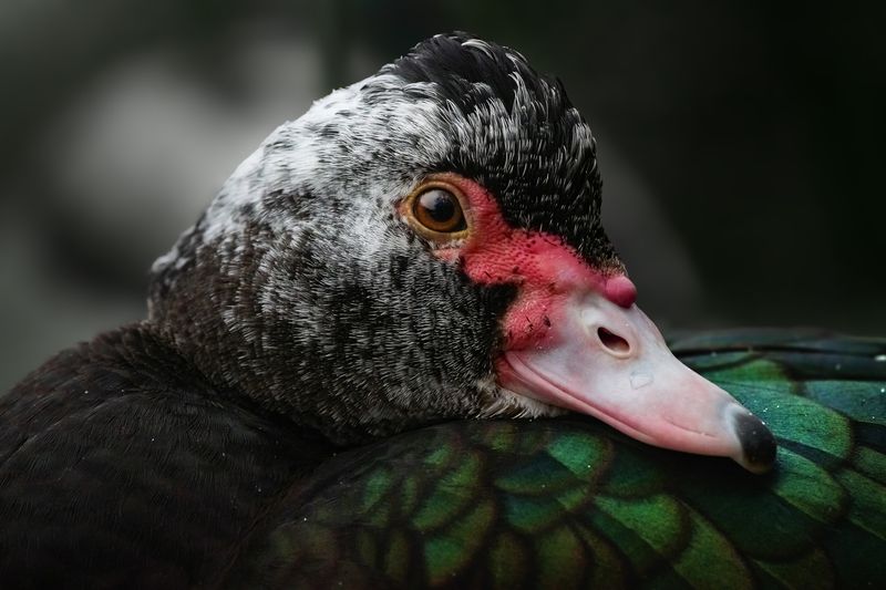 мускусная утка, muscovy duck, Cairina moschata, птица, дикая природа, птицы России, birdwatching, nature, wildlife photography, close-up bird Мускусная утка photo preview