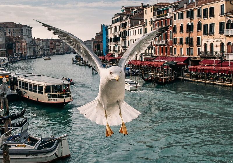 Венецианская чайкаphoto preview