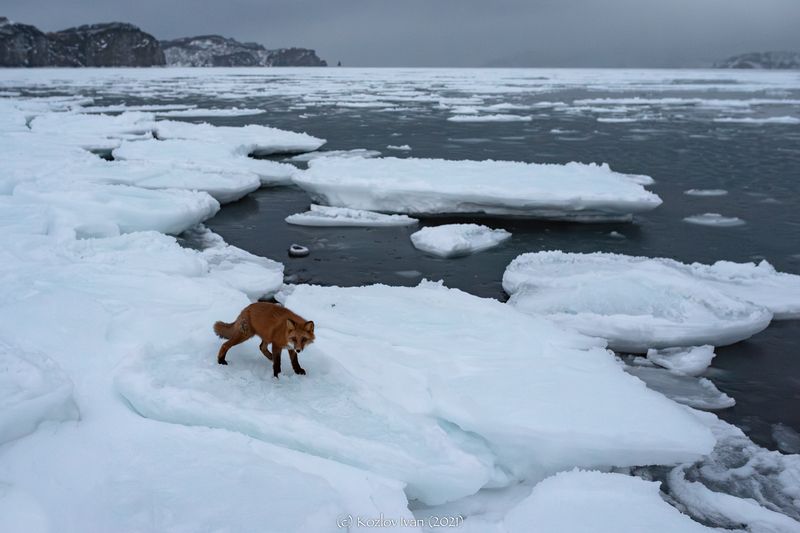 Лиса на берегу Авачинской бухтыphoto preview