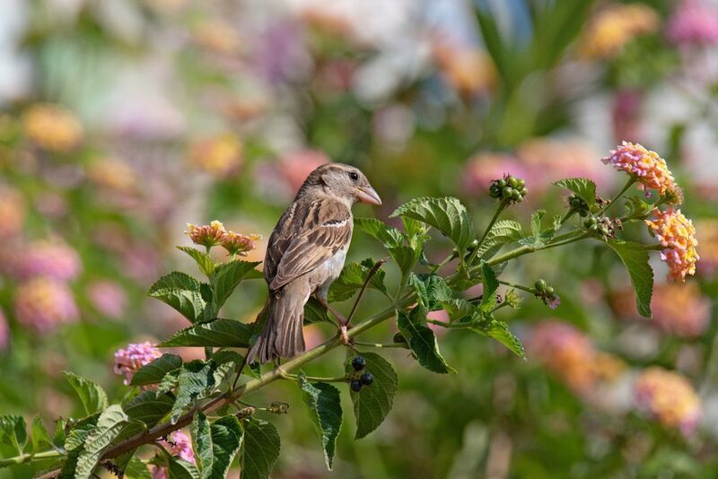 *Был месяц май...photo preview