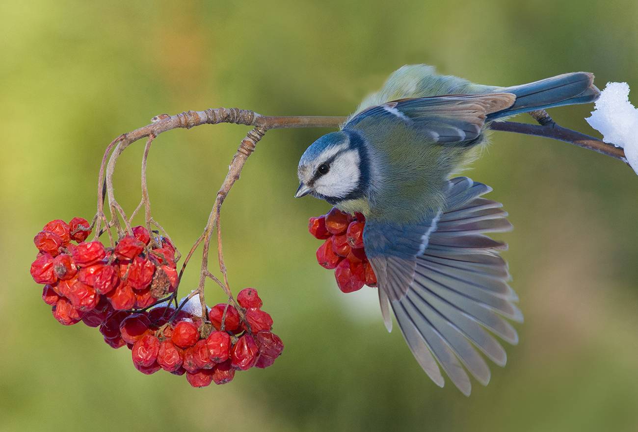 Синяя птичка. Автор: Иван синица,лазоревка,рябина,зима, Иван