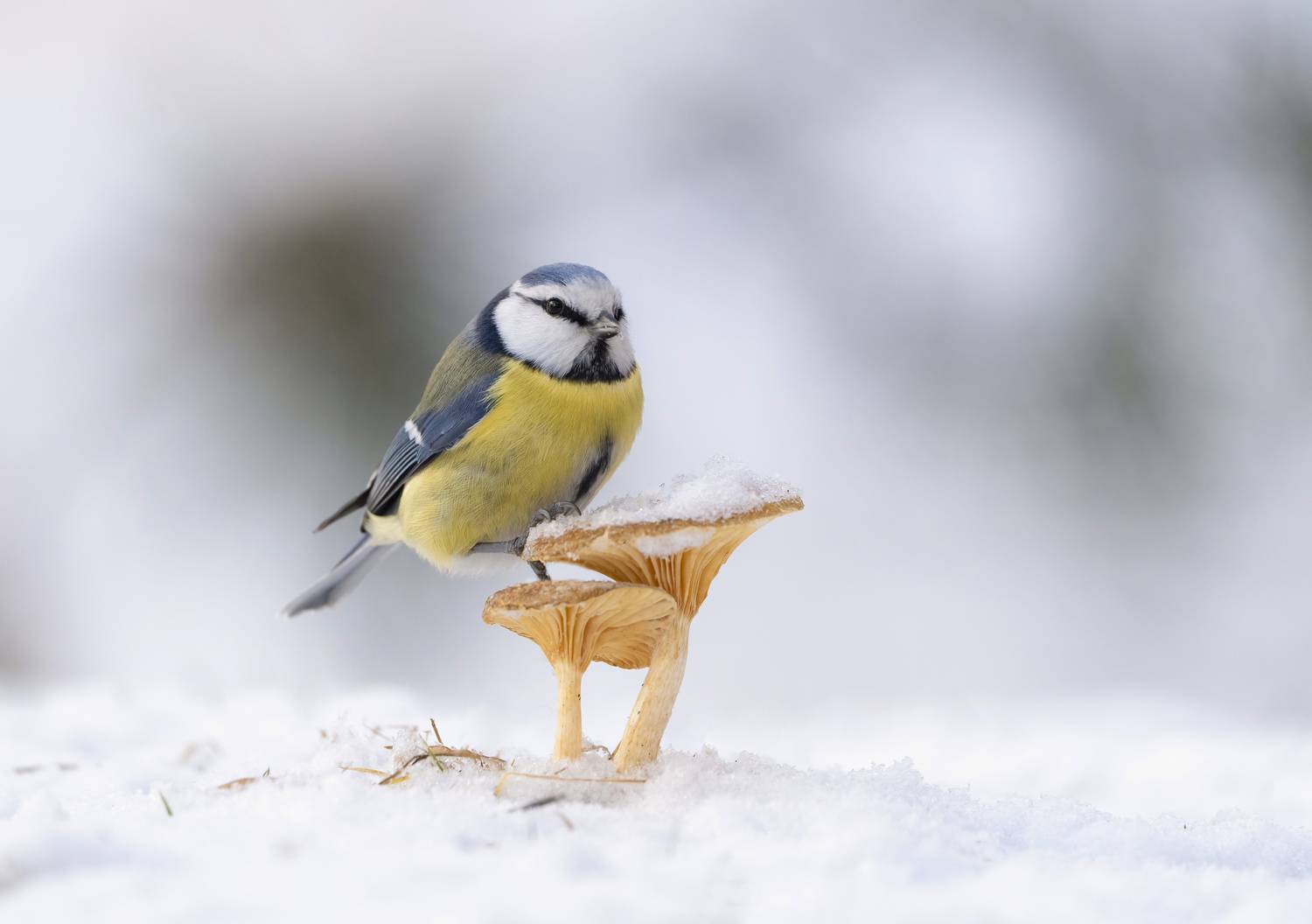 птицы,природа, зима, Андрей Киселёв