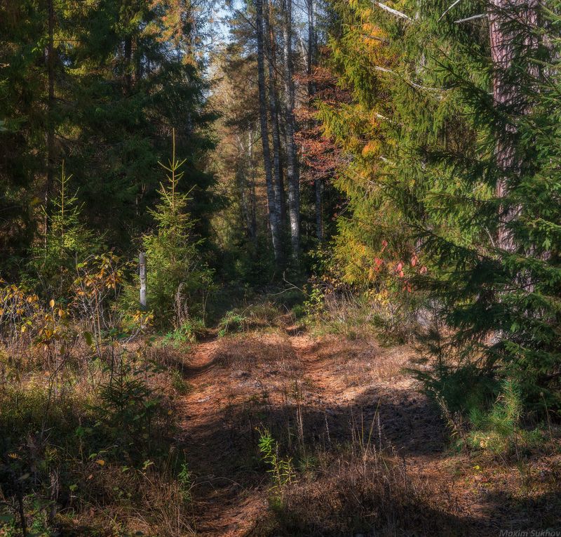 Лес, осень, дорога, сосны, ели, листья На лесной дорогеphoto preview