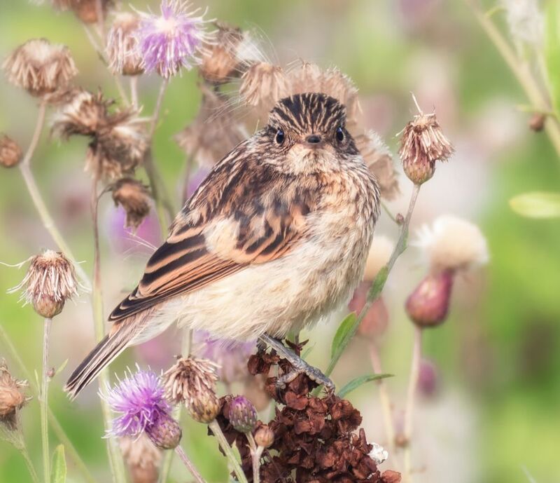 птица, чекан, слёток, Малыш чеканчик фото превью