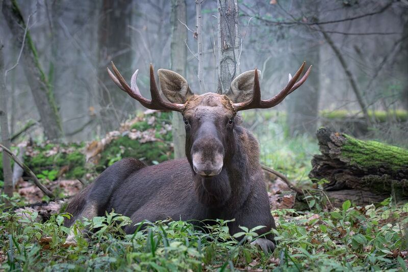животные, лось, осень, лес, ноябрь, фотоохота, природа, moose, elk, animals, wildlife Хозяин изумрудного зала ноября фото превью