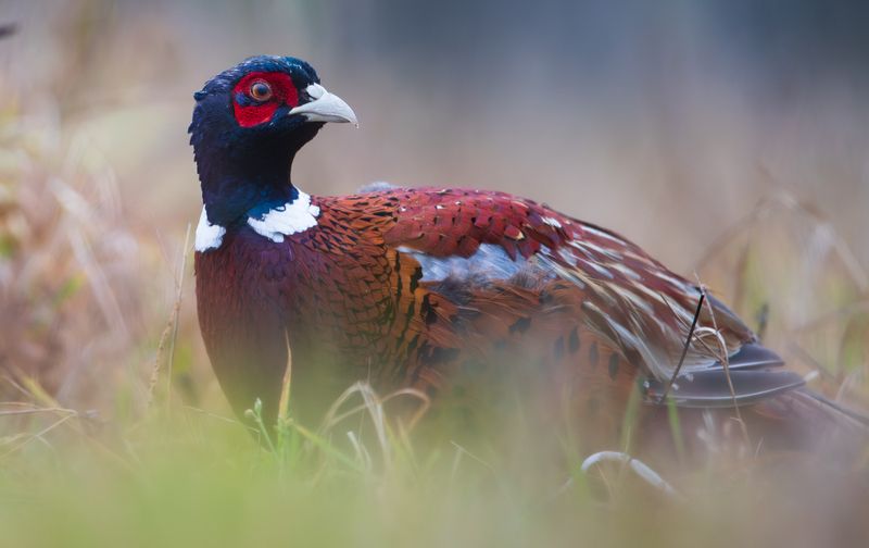 фазан, птица, дикая природа, природа, Беларусь, дикая жизнь, pheasant bird, pheasant, nature, wild life, belarus Взволнован //Excited фото превью